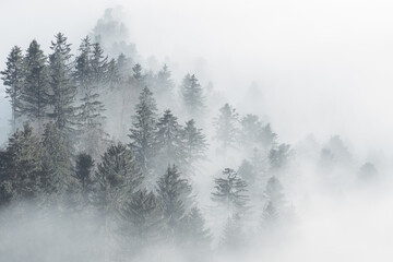 Pine forest in Fog