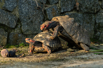 casal de tartarugas iluminadas pela luz do sol iniciando o acasalamento, com macho subindo na...