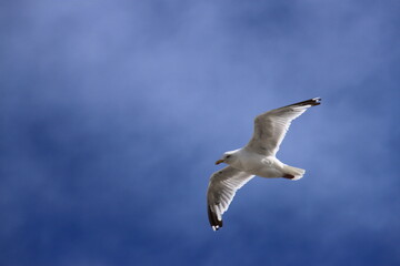 a silver gull flies on the north sea in front of a blue sky 