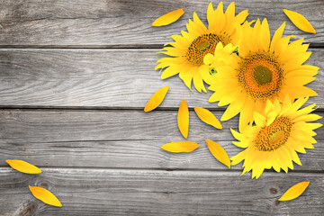 Three sunflower heads on a wooden background with scattered petals
