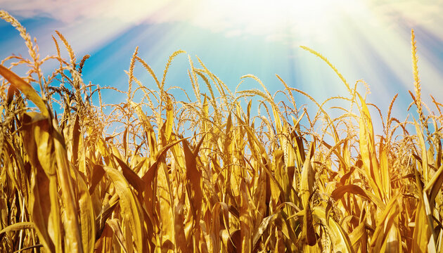 Trockenheit und Dürre im Maisfeld