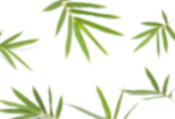 Soft focus blurred bamboo leaves on white background