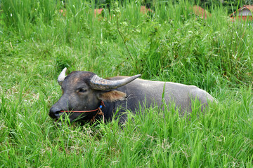 Thai Buffalo on green fields