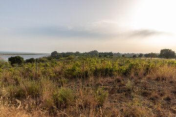 Clouds over the field of vines, Cacela Velha, Ria Formosa, Algarve