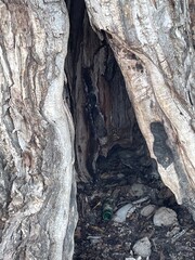 Fototapeta na wymiar bark of a tree