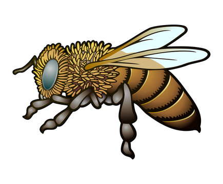 Zzoe, My Favorite Honeybee