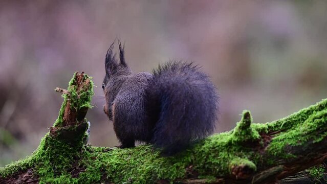 Red squirrel looking for food on dead wood and jumps away, european red squirrel,winter, north rhine westphalia, (sciurus vulgaris), germany