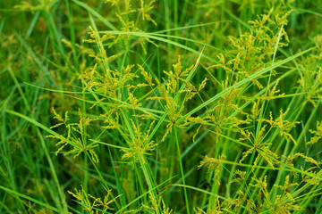 Oryza granulata ,Bird rice grass, weeds in tropical rice fields in Southeast Asia, Myanmar, Laos, Thailand, Vietnam, Philippines, Cambodia, Malaysia, Indonesia.
