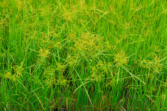 Oryza granulata ,Bird rice grass, weeds in tropical rice fields in Southeast Asia, Myanmar, Laos, Thailand, Vietnam, Philippines, Cambodia, Malaysia, Indonesia.
