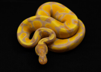 Captive bred yellow snake