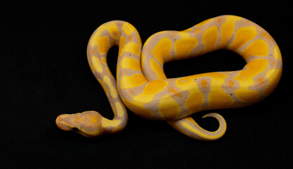 Beautiful yellow ball pythons