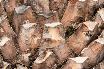 Wood background texture. Close view of wooden plank wall. Natural pattern, copy space