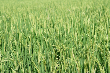 the atmosphere of the rice fields in the wind