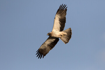 Fototapeta na wymiar Booted eagle (Hieraaetus pennatus) in flight. A medium-sized mostly migratory bird of prey with a wide distribution in the Palearctic