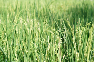 the atmosphere of the rice fields in the wind