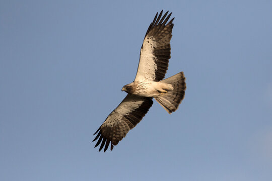 Booted eagle (Hieraaetus pennatus) in flight. A medium-sized mostly migratory bird of prey with a wide distribution in the Palearctic