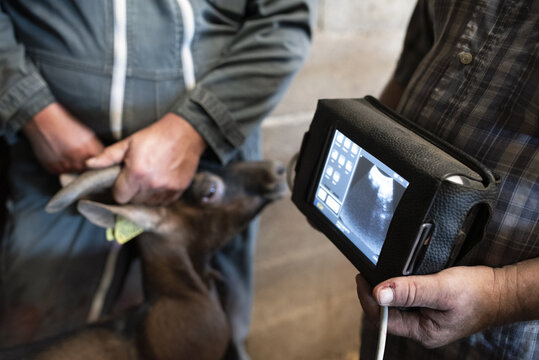 Echographie d'une ch&egrave;vre dans une exploitation laiti&egrave;re en Berry, France 2022