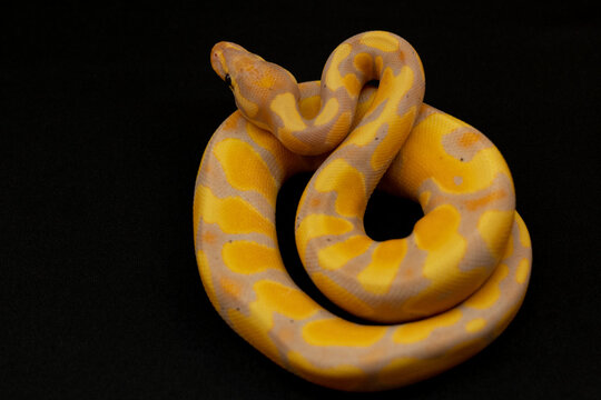 special morphs