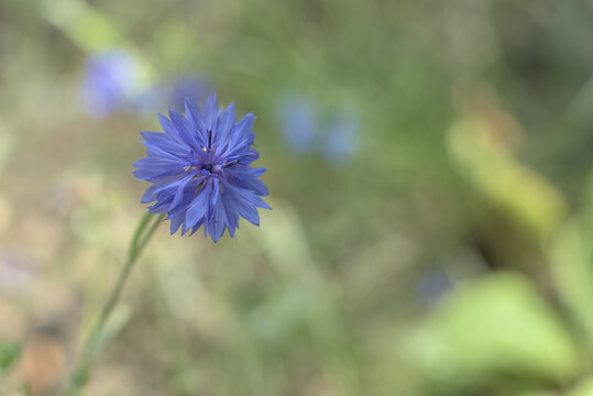Fleur bleu
