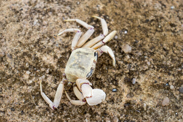A dying ghost crab out of the ocean