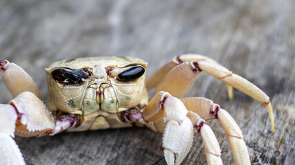 A dying ghost crab out of the ocean