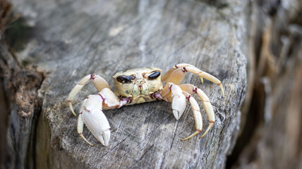 A dying ghost crab out of the ocean