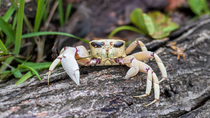 A dying ghost crab out of the ocean