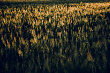 golden wheat field grass art hand