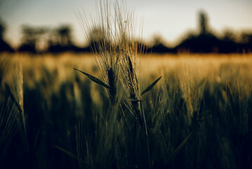 golden wheat field grass art hand