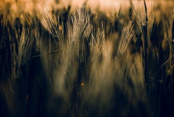 golden wheat field grass art hand