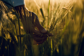 golden wheat field grass art hand