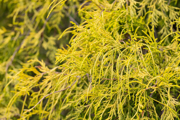 Gold dwarf threadleaf false cypress Chamaecyparis pisifera Filifera Aurea Nana