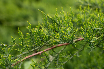 Juniperus chinensis bonsai plant in the garden selective focus