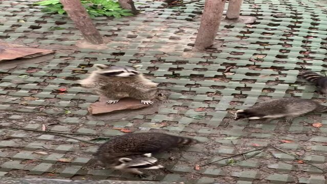 Ratons laveurs d&rsquo;un zoo &agrave; Shanghai - Chine