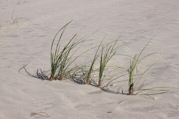 tufts of grass in the sand of a dune 