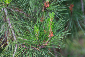 Pinus radiata blooming in forest springtime selective focus