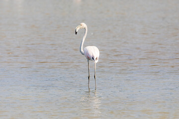 Fenicottero rosa solitario nella laguna del mare. Animale selvatico allo stato libero in una valle da pesca della laguna di Marano.
