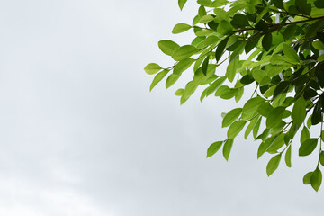 Ficus benjamina branches and leaves, soft and selective focus, blurr clouds and bluesky background.