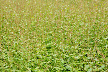 Sorrel flowers. Polygonaceae pernnial plants. The flowering season is from April to July. It is a wild vegetable and can be used for medicinal purposes.
