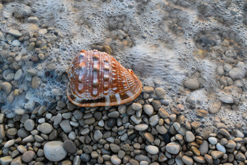 the shell of many stories storiesif you put it in your ear it will run