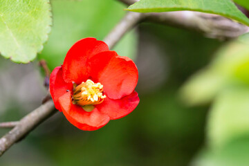 Red flowers of the Japanese flowering Quince Chaenomeles x superba