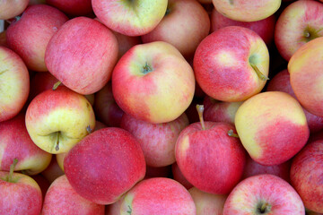 Juicy fresh harvested apples, autumn harvest theme