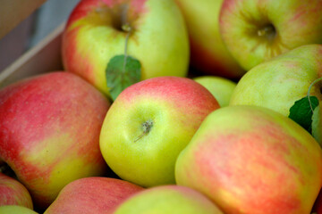 Juicy fresh harvested apples, autumn harvest theme