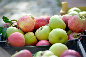 Juicy fresh harvested apples, autumn harvest theme