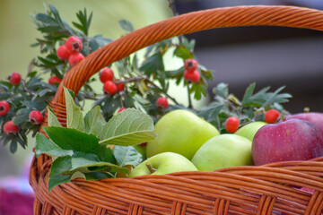 Juicy fresh harvested apples in a basket , autumn harvest theme