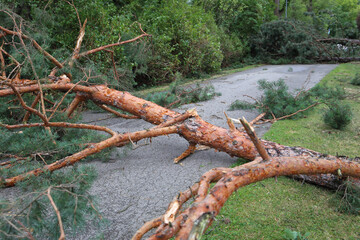 Fallen pine tree block the road. Damage caused by a windstorm. 