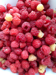 Red and yellow raspberries, fresh harvest from organic garden, homegrown healthy food.