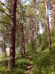 Pine tree forest, footpath and man silhouette, travelling, trekking in the altai mountains, summer landscape.