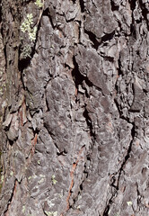 Pine tree bark in warm brown color, natural texture, background.