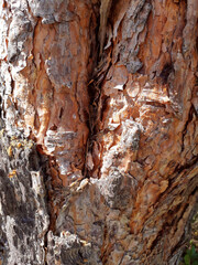 Pine tree bark in warm brown color, natural texture, background.